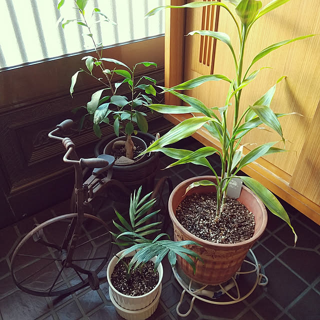emibutaさんの実例写真