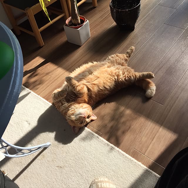 m.kantoh18_mikkoさんの実例写真