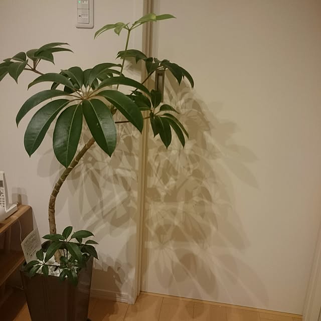 yuinacchiさんの実例写真