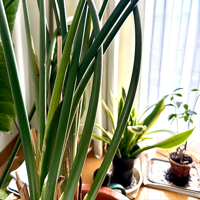 sakura-51さんの部屋