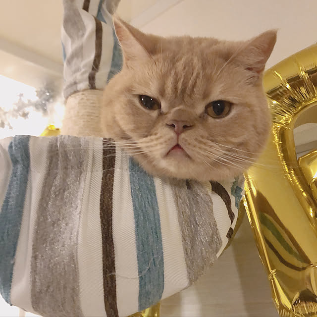 cocoさんの実例写真