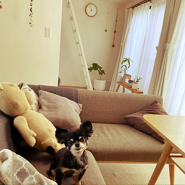 cocoさんの実例写真