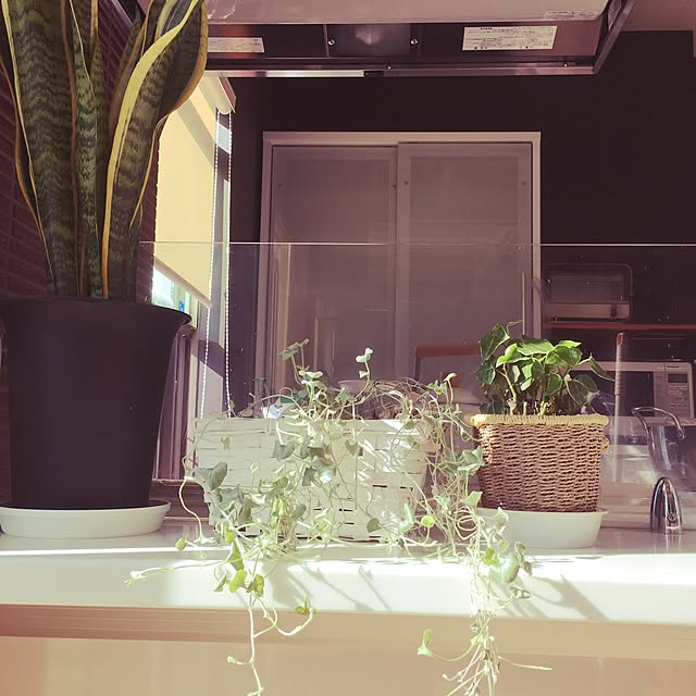 キッチン/ナチュラル/観葉植物のインテリア実例 - 2016-10-15 09:33:56