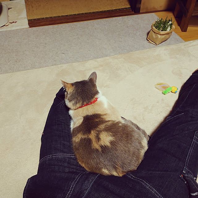 fukuさんの実例写真