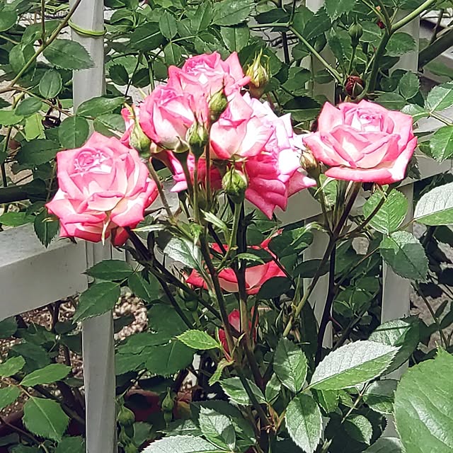 Bienvenueさんの部屋