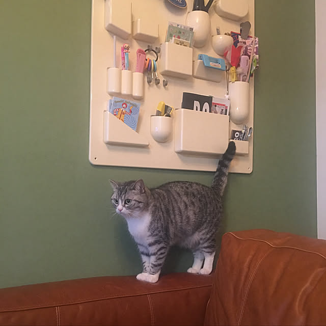 Shojiさんの実例写真