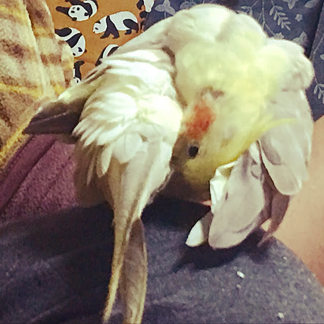 moguさんの実例写真
