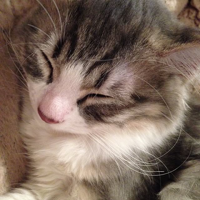 fuuさんの実例写真