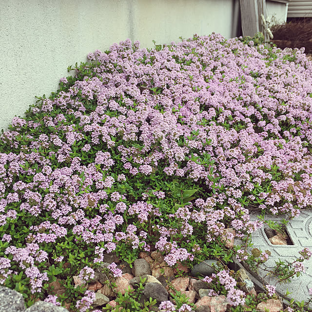 823smileさんの実例写真