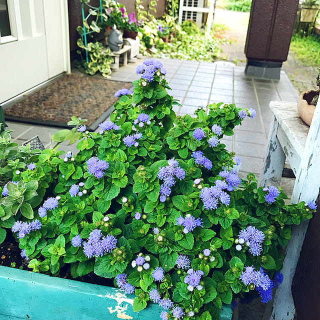 oyoさんの実例写真