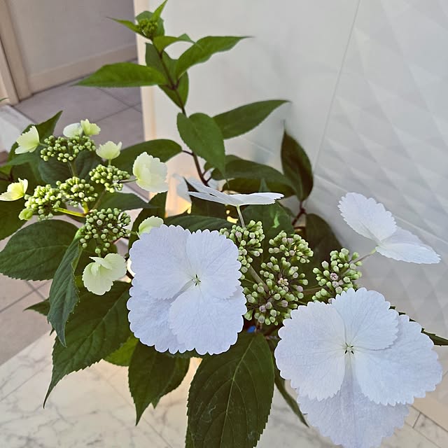 mutyukingさんの実例写真