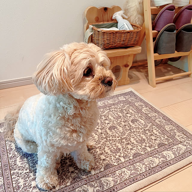 pechiさんの実例写真