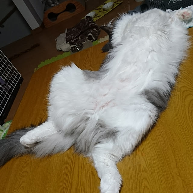 shinobuさんの実例写真