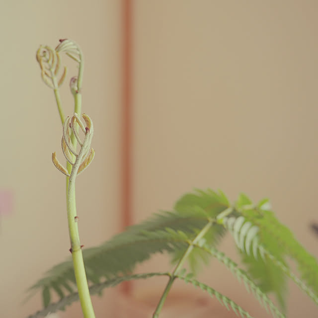 ayさんの実例写真