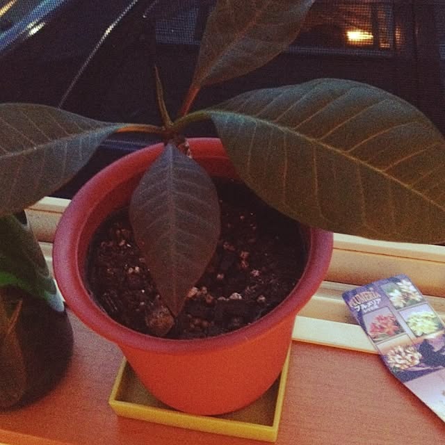 Malamaさんの実例写真
