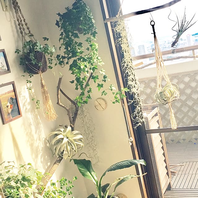 chicaphyさんの実例写真