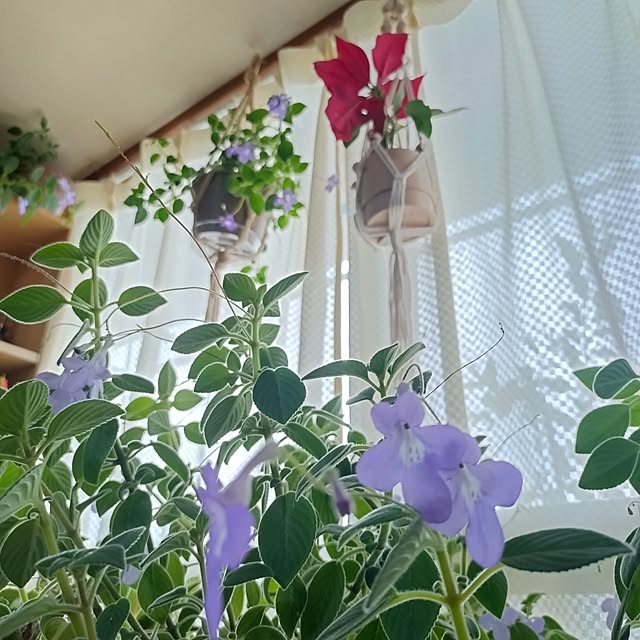 NOAHさんの部屋