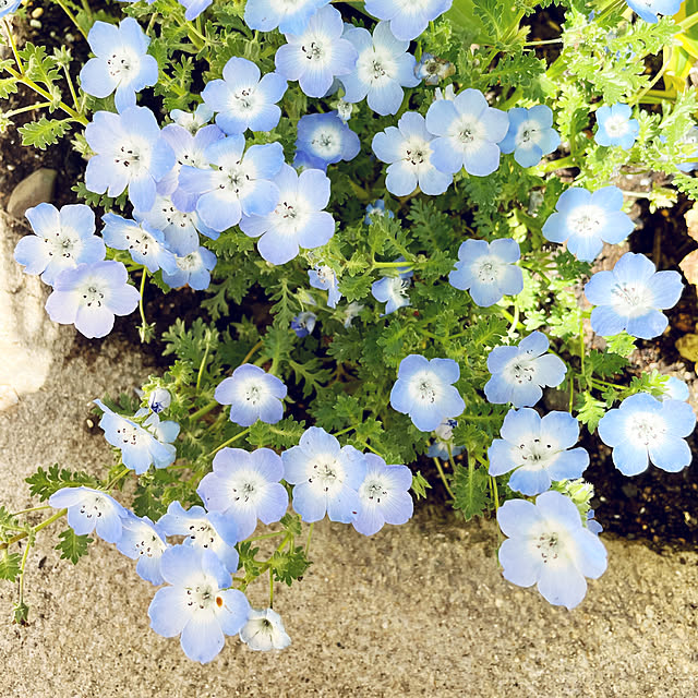 morisu.no__ieさんの実例写真