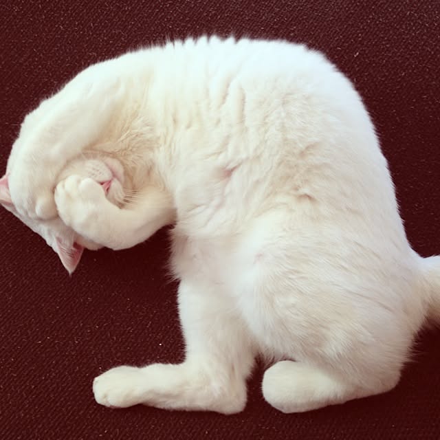 kaoさんの実例写真