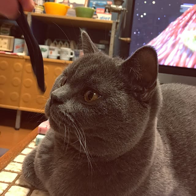Shojiさんの実例写真