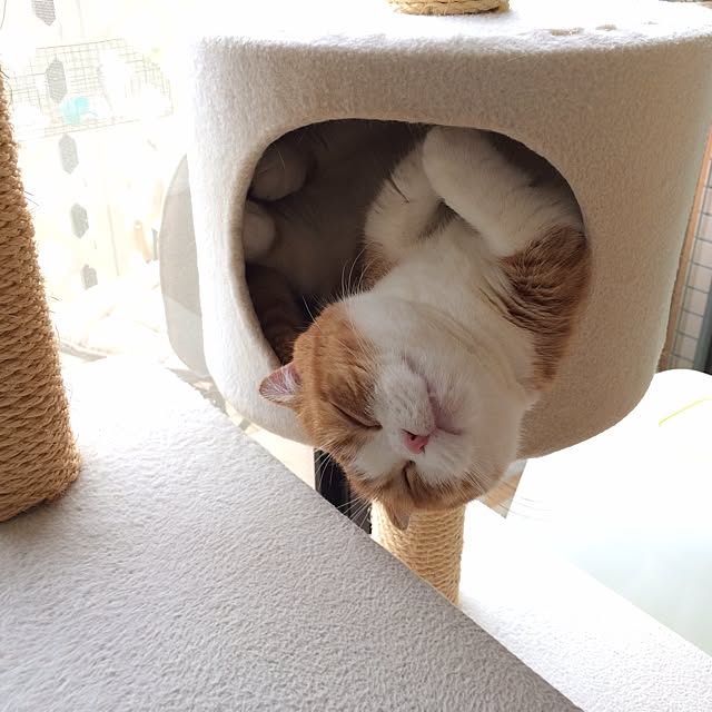 chirurunさんの実例写真
