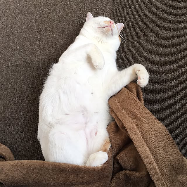 kajiさんの実例写真