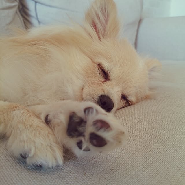 nicoco.さんの実例写真