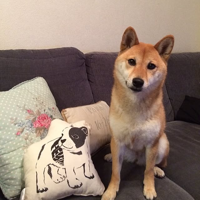 umeさんの実例写真