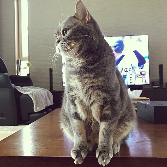 haruchibiさんの実例写真