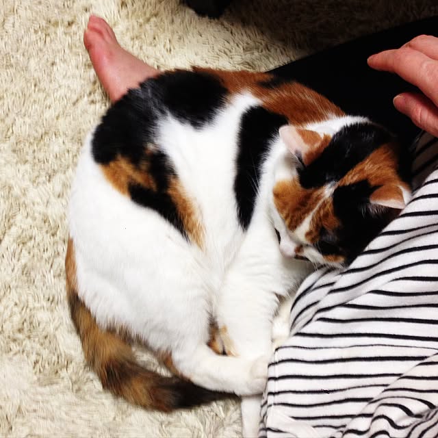 Kinanさんの実例写真