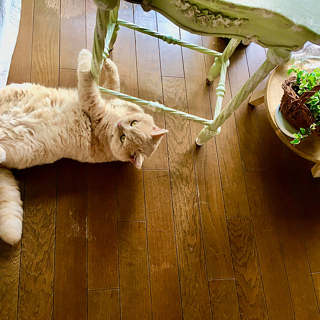 naokoさんの実例写真