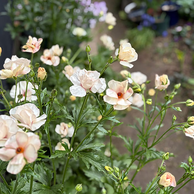 buchiさんの実例写真