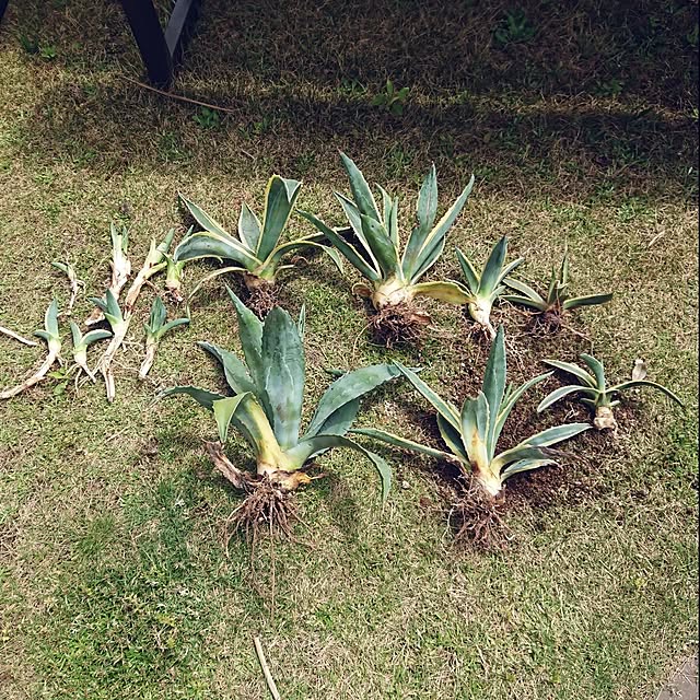 ot-gardenさんの部屋