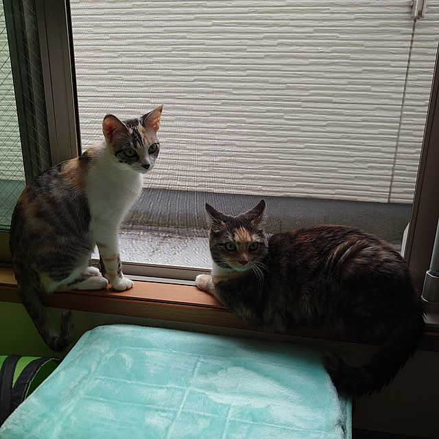 shinobuさんの実例写真