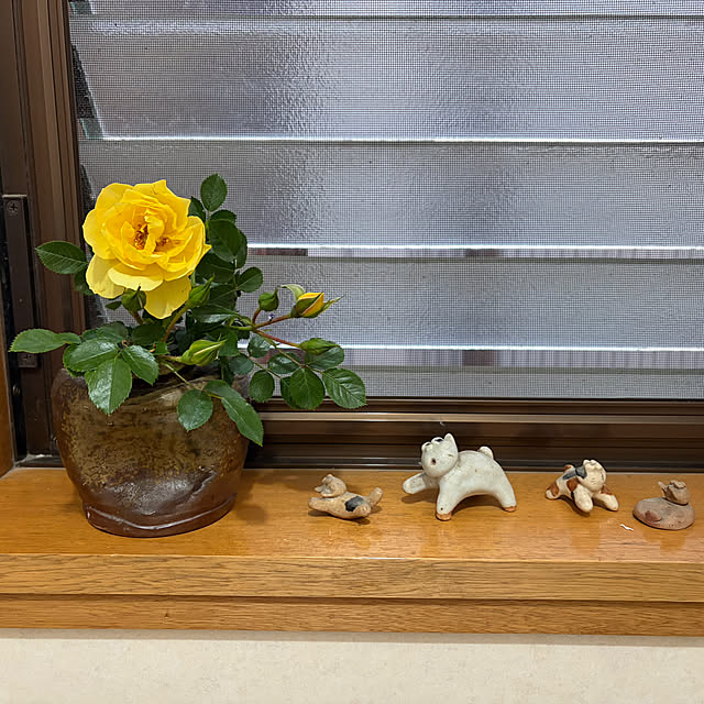 Dojieさんの部屋