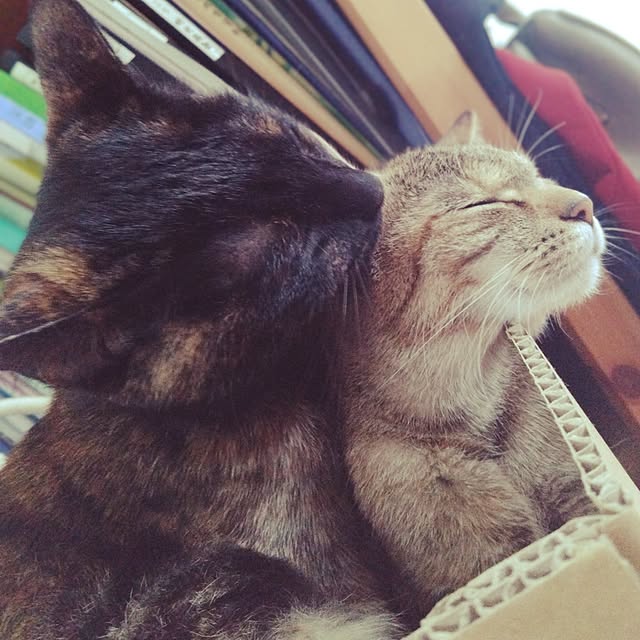 mamekoさんの部屋