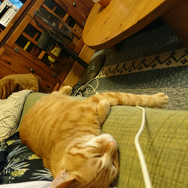 okyosan101さんの実例写真