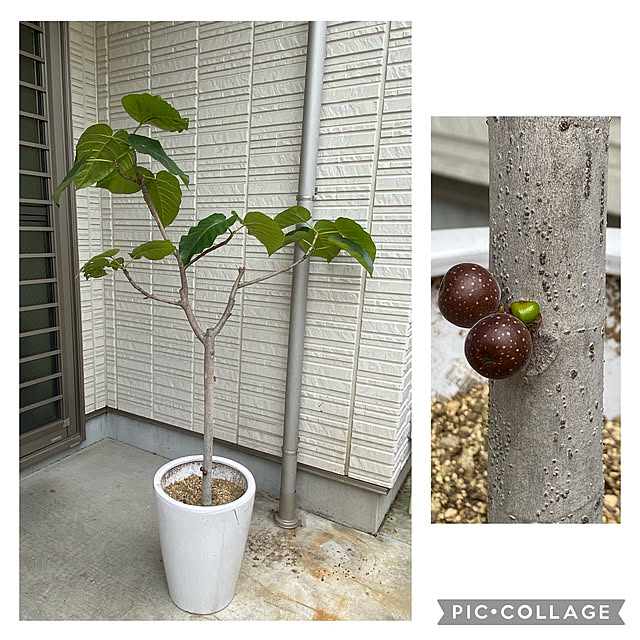 yukoさんの実例写真