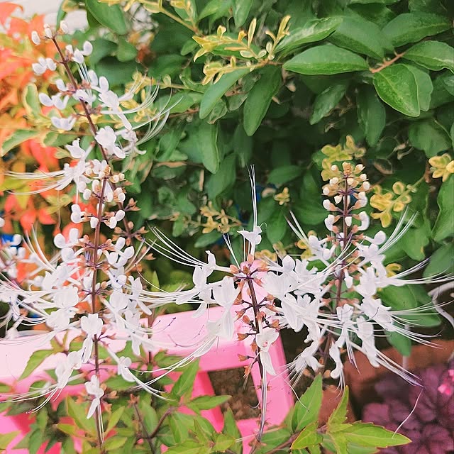 Miyumamaさんの部屋