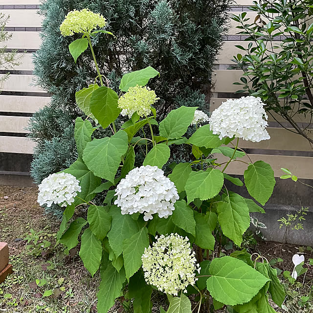 実例写真