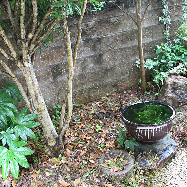 wisteriaさんの実例写真