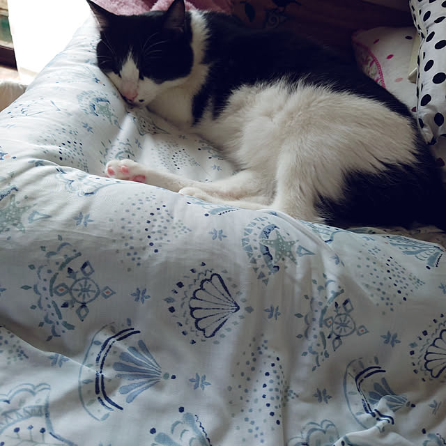 Mooさんの実例写真