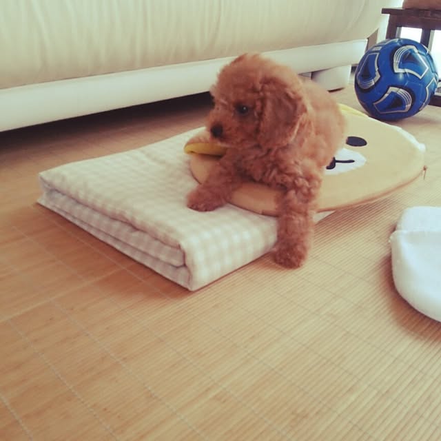 tomoki.さんの実例写真