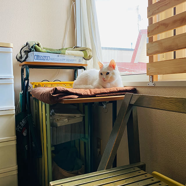 SHIHOさんの実例写真