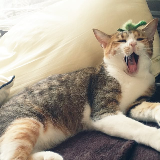 annさんの実例写真