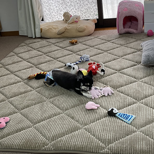 koroさんの実例写真
