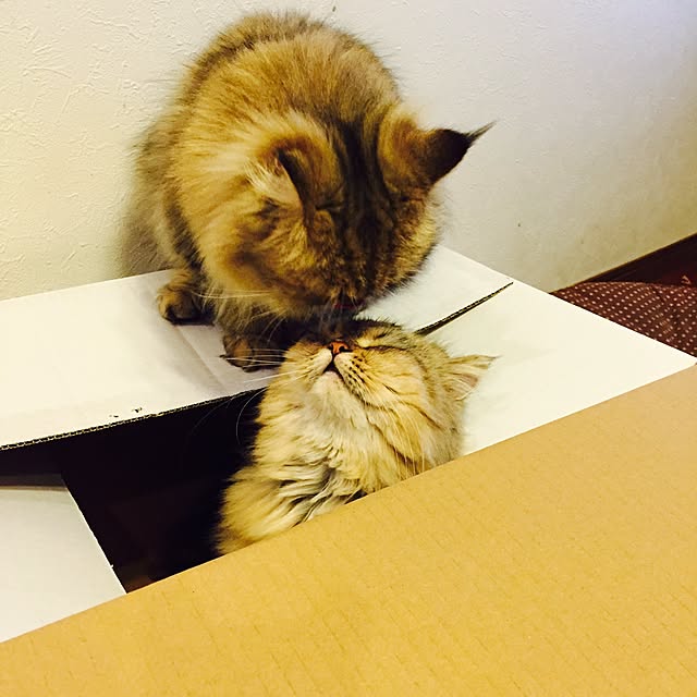 butachanさんの実例写真