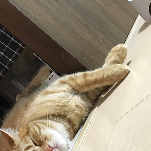 nekoさんの実例写真