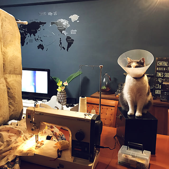 noikoさんの実例写真