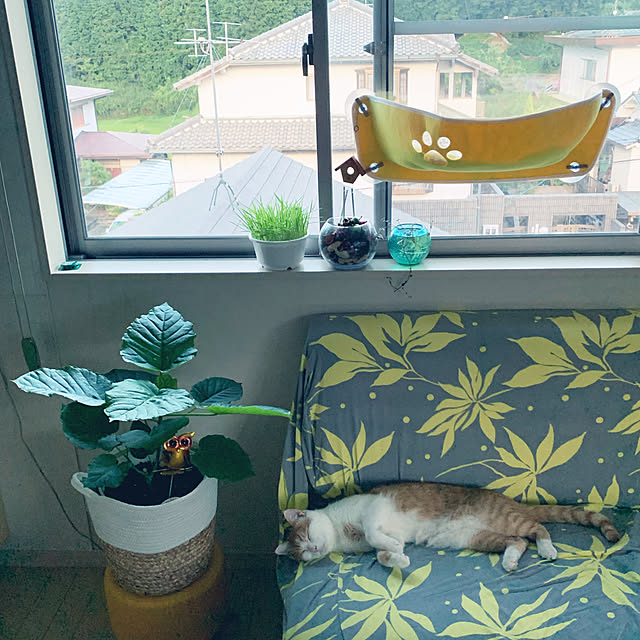 Toyomiさんの実例写真